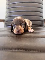 Mallard 🦆 (smooth), a male Miniature Dachshund for sale in Freeport, IL – Photo 3 of 7