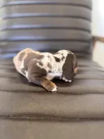 Mallard 🦆 (smooth), a male Miniature Dachshund for sale in Freeport, IL – Photo 4 of 7