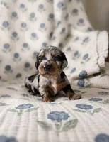 Popsicle , a female Miniature Dachshund for sale in Freeport, IL – 1 of 5