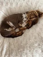 Cornbread , a male Miniature Dachshund for sale in Freeport, IL – 5 of 5