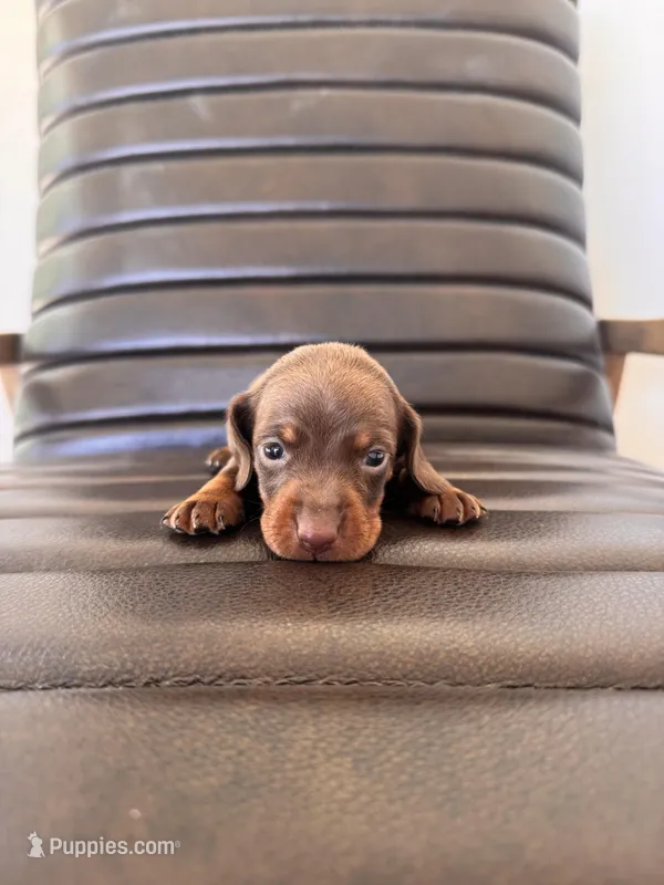 Remington 🦆 (smooth) – Miniature Dachshund puppy for sale in Freeport, IL
