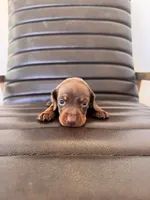 Remington 🦆 (smooth), a male Miniature Dachshund for sale in Freeport, IL – Photo 1 of 6