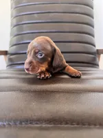 Remington 🦆 (smooth), a male Miniature Dachshund for sale in Freeport, IL – Photo 2 of 6