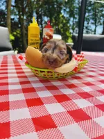 “Beans”, a female Dachshund for sale in Freeport, IL – Photo 2 of 10