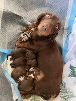 “Beans”, a female Dachshund for sale in Freeport, IL – Photo 5 of 10