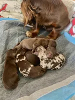 “Beans”, a female Dachshund for sale in Freeport, IL – Photo 4 of 10