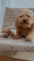 Pickles, a female Poodle - Toy  for sale in Freeport, IL – 3 of 5