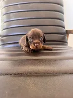 Baby Duck 🦆 (silky wire), a female Miniature Dachshund for sale in Freeport, IL – Photo 3 of 6