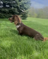 Baby Duck 🦆 (silky wire), a female Miniature Dachshund for sale in Freeport, IL – Photo 6 of 6
