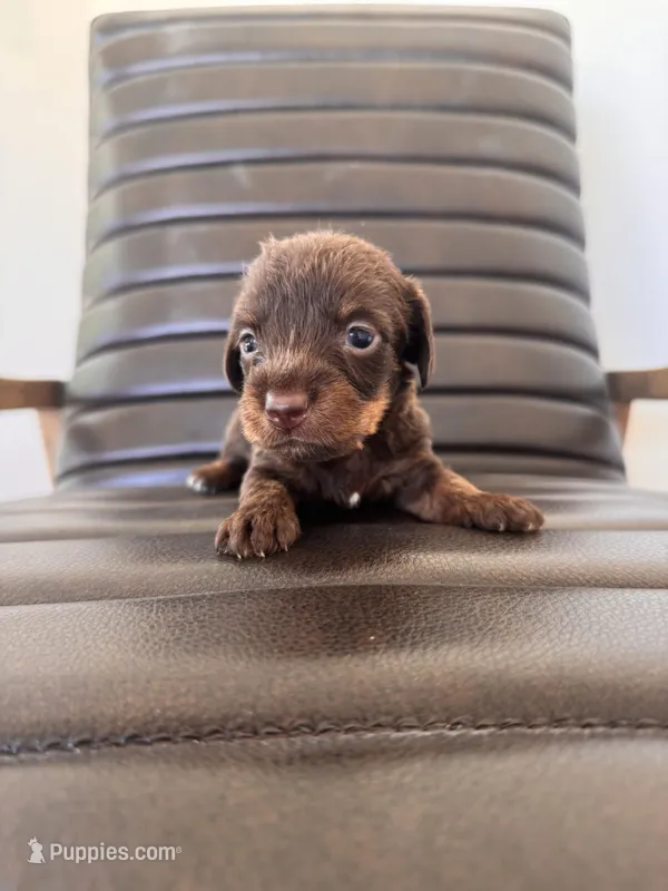 Baby Duck 🦆 (silky wire) – Miniature Dachshund puppy for sale in Freeport, IL