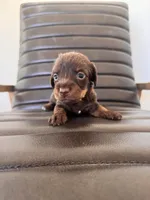 Baby Duck 🦆 (silky wire), a female Miniature Dachshund for sale in Freeport, IL – Photo 1 of 6