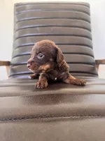 Baby Duck 🦆 (silky wire), a female Miniature Dachshund for sale in Freeport, IL – Photo 2 of 6