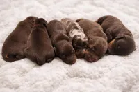 Baby Duck 🦆 (silky wire), a female Miniature Dachshund for sale in Freeport, IL – Photo 4 of 6