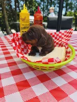 “Queso”, a male Dachshund for sale in Freeport, IL – Photo 1 of 9
