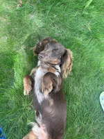 “Queso”, a male Dachshund for sale in Freeport, IL – Photo 8 of 9