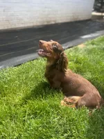 “Queso”, a male Dachshund for sale in Freeport, IL – Photo 7 of 9