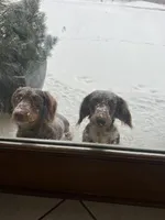 “Queso”, a male Dachshund for sale in Freeport, IL – Photo 4 of 9