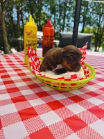 “Queso”, a male Dachshund for sale in Freeport, IL – Photo 2 of 9