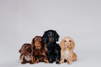 Shaded Red, a male Miniature Dachshund for sale in Freeport, IL – Photo 3 of 3