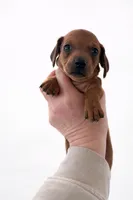 Shaded Red, a male Miniature Dachshund for sale in Freeport, IL – Photo 2 of 3