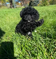 Pickles, a female Poodle - Toy  for sale in Freeport, IL – 4 of 5