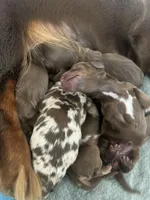 “Salsa”, a female Dachshund for sale in Freeport, IL – Photo 2 of 8