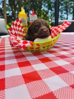 “Salsa”, a female Dachshund for sale in Freeport, IL – Photo 1 of 8