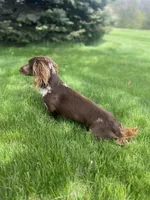 “Salsa”, a female Dachshund for sale in Freeport, IL – Photo 8 of 8