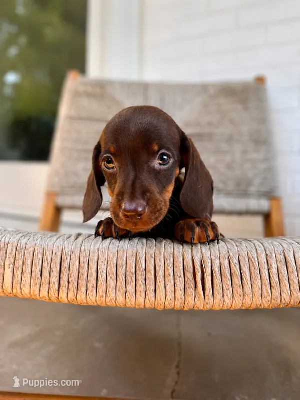 Woody 🦆 (smooth) – Miniature Dachshund puppy for sale in Freeport, IL