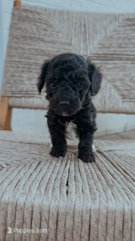 Pippa  – Poodle - Toy  puppy for sale in Freeport, IL