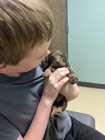 “Avacado”, a female Dachshund for sale in Freeport, IL – Photo 4 of 9