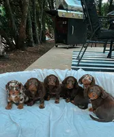 “Avacado”, a female Dachshund for sale in Freeport, IL – Photo 1 of 9