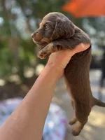 “Avacado”, a female Dachshund for sale in Freeport, IL – Photo 3 of 9