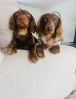 “Avacado”, a female Dachshund for sale in Freeport, IL – Photo 5 of 9