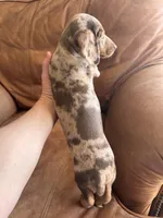 “Herman”, a male Miniature Dachshund for sale in Freeport, IL – Photo 4 of 4