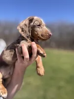 “Herman”, a male Miniature Dachshund for sale in Freeport, IL – Photo 3 of 4