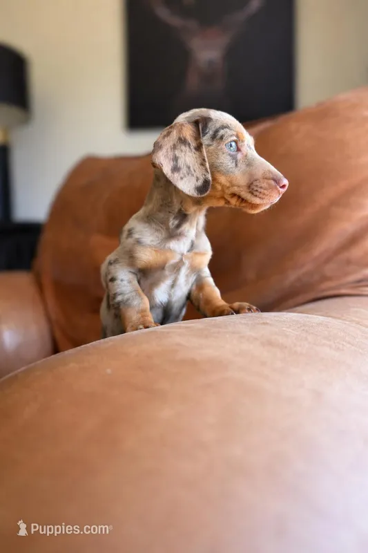 “Herman”, a male Miniature Dachshund for sale in Freeport, IL – Photo 1 of 4