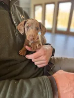 “Herman”, a male Miniature Dachshund for sale in Freeport, IL – Photo 2 of 4