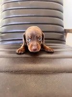 Remington 🦆 (smooth), a male Miniature Dachshund for sale in Freeport, IL – Photo 3 of 6