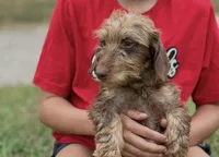 Woody 🦆 (smooth), a male Miniature Dachshund for sale in Freeport, IL – Photo 5 of 6