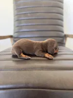 Woody 🦆 (smooth), a male Miniature Dachshund for sale in Freeport, IL – Photo 2 of 6