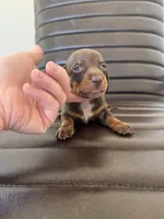 Woody 🦆 (smooth), a male Miniature Dachshund for sale in Freeport, IL – Photo 3 of 6