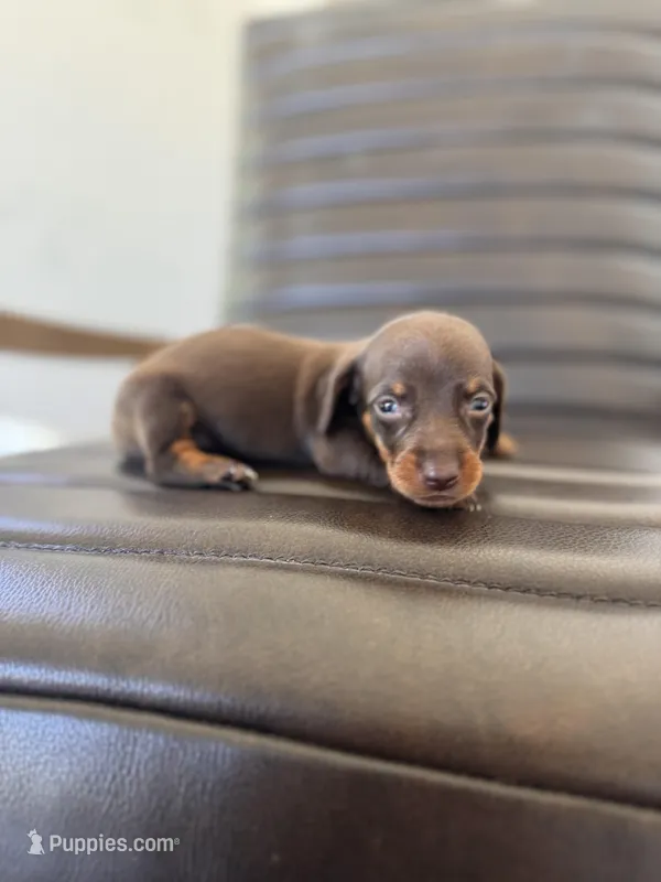 Woody 🦆 (smooth) – Miniature Dachshund puppy for sale in Freeport, IL