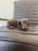 Woody 🦆 (smooth), a male Miniature Dachshund for sale in Freeport, IL – Photo 1 of 6