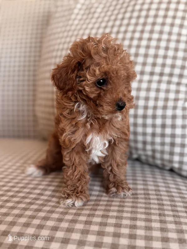 Pickles – Poodle - Toy  puppy for sale in Freeport, IL