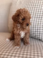 Pickles, a female Poodle - Toy  for sale in Freeport, IL – 1 of 5