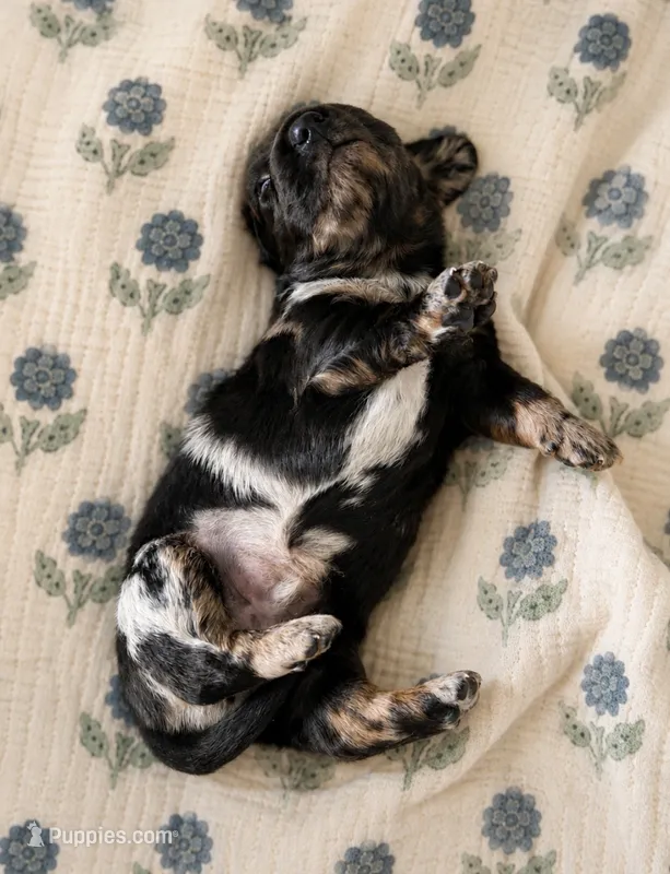 Cornbread  – Miniature Dachshund puppy for sale in Freeport, IL