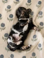 Cornbread , a male Miniature Dachshund for sale in Freeport, IL – 1 of 5