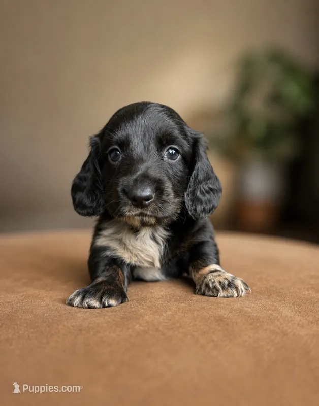 Cornbread  – Miniature Dachshund puppy for sale in Freeport, IL