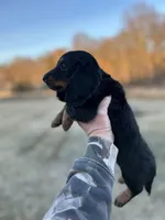 “Tanner” Runt, a male Miniature Dachshund for sale in Freeport, IL – Photo 2 of 3